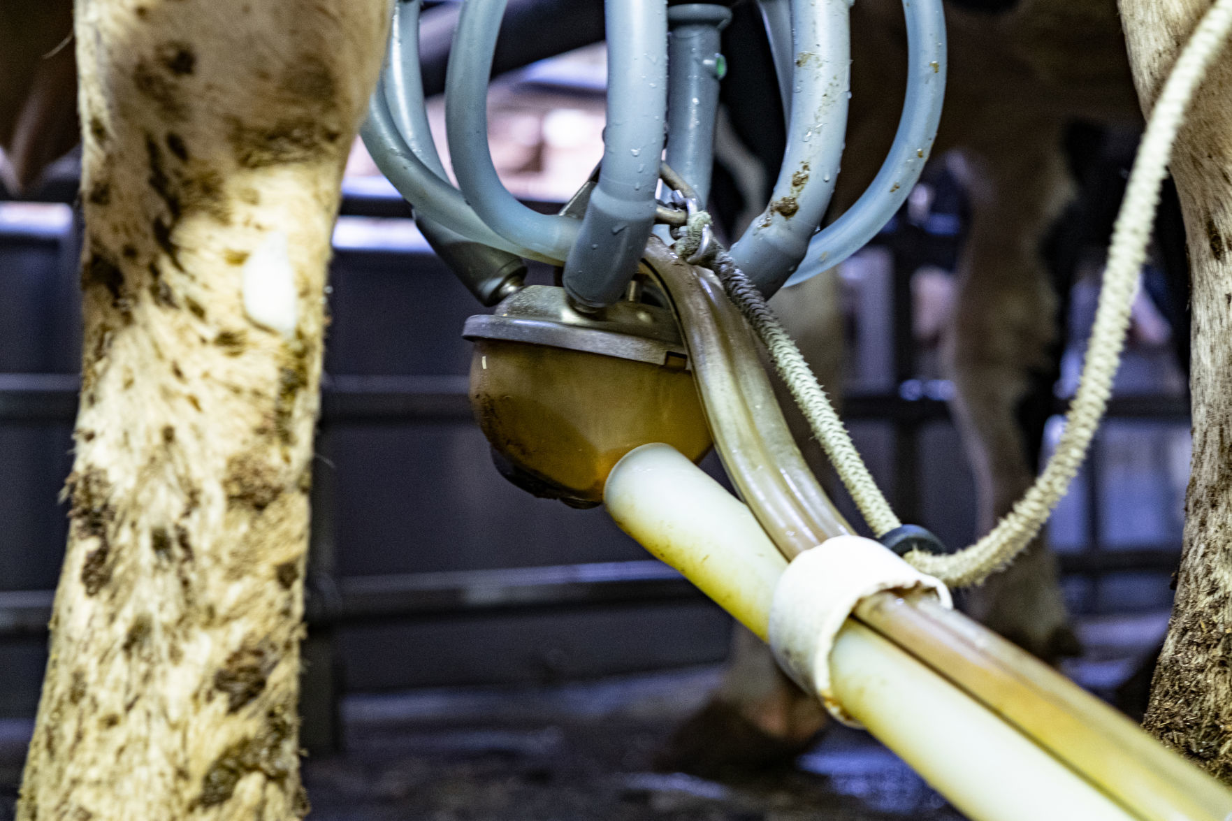 Gar-Lin milking machine